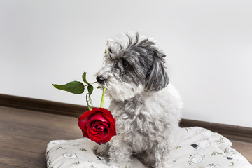 dog in love with  red rose in the mouth on valentines day