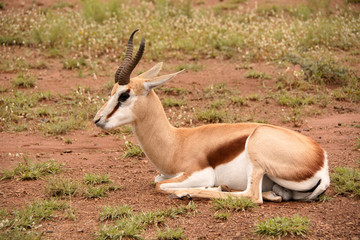 Springbok ram lying down resting in the new green grass growth 