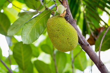 jackfruit