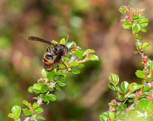 Asian hornet feeding on Cotoneaster horizontalis flowers