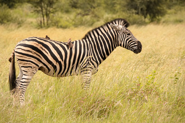 Fototapeta na wymiar Burchell’s zebra stallion on alert while being attended to by red -billed Oxpeckers 