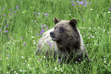 grizzly bear 