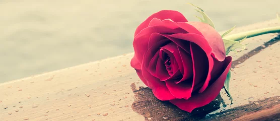 Photo sur Plexiglas Roses Red rose