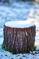 Naklejka na ściany i meble Oak log on wintertime