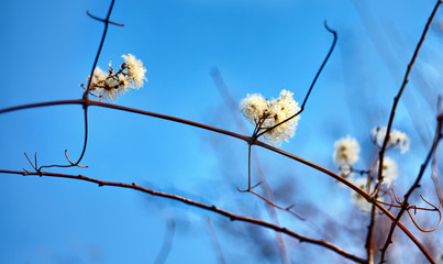 Fluffy white flowers on a branch