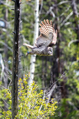 Great Grey Owl 