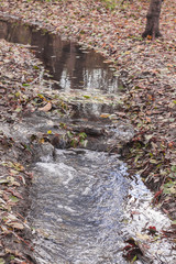 creek in the autumn forest