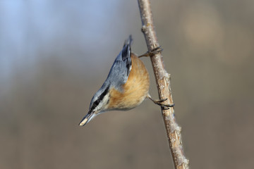 ravens in search of food...