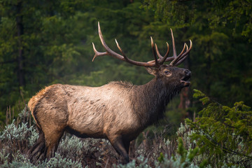Bull elk 