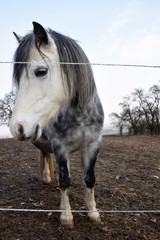 Ein junges Pony lebt im kalten Winter draußen auf der Weide und bettelt um Futter.