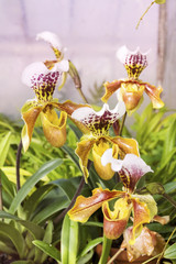 Yellow tiger orchid flowers with dark purple dots on petals in botanical garden