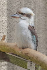 Kookaburra