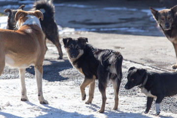 a pack of stray dogs