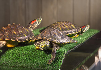 Obraz premium Three red-eared sliders.