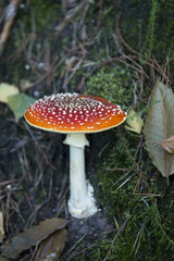 Fliegenpilz (Amanita muscaria) giftige  Pilzart aus der Familie