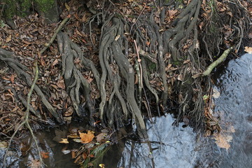 Baumwurzeln im Wasser