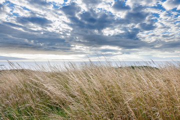 Dry grass blowing in wind with cloudy sky, County Down, Northern Ireland