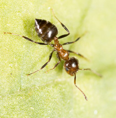 ant in nature. macro