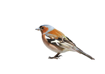 portrait birds Chaffinch on a white isolated background