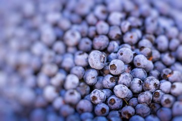 Fresh Bilberries. Close-up background.