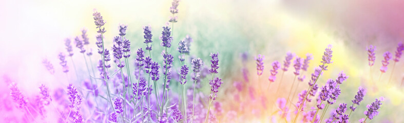 Obraz premium Nieostrość na kwiaty lawendy w ogrodzie kwiatowym, kwiaty lawendy oświetlone światłem słonecznym