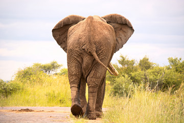 Fototapeta premium African bull elephant strolling nonchalantly down the road ignoring the queue of cars behind. 