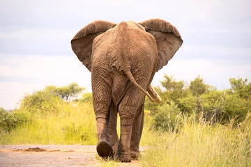 Crédence de cuisine en verre imprimé Éléphant African bull elephant strolling nonchalantly down the road ignoring the queue of cars behind. 