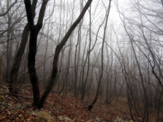 Bare beech trees in the fog