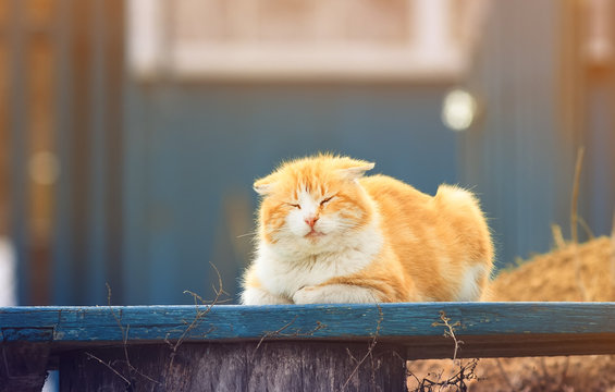 happy orange cat lying on a bench in the garden on a Sunny sprin - Powered by Adobe