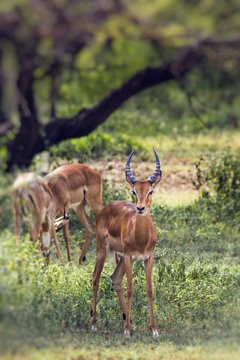 A herd of male impala, Aepyceros melampus, standing in the veget