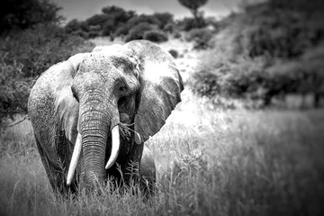 Foto op Aluminium Huge African elephant bull in the Tarangire National Park, Tanza © Curioso.Photography