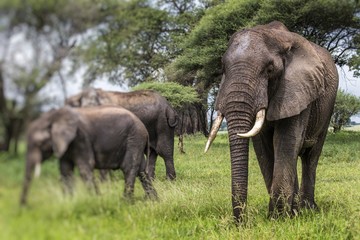 Naklejka na ściany i meble African elephants walking in savannah in the Tarangire National