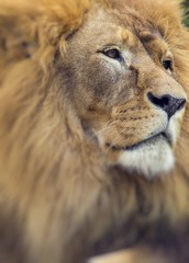 Portrait of huge beautiful male African lion. Selective focus.