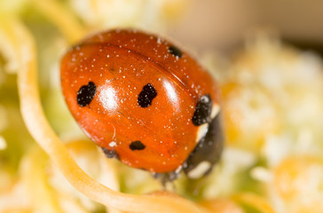 ladybird on nature. macro