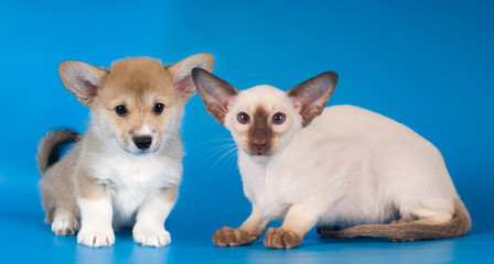 Obraz premium Pembroke Welsh Corgi puppy and siam kitten