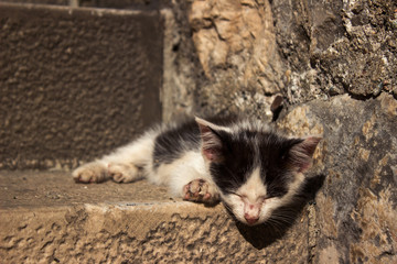 Fototapeta premium Homeless little cat on stone stairs