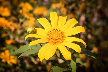 yellow Mexican sunflower