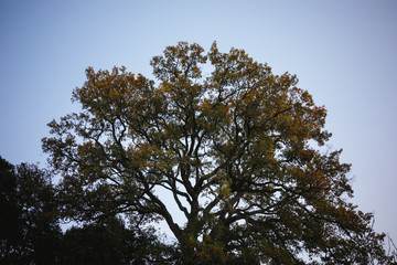 Fototapeta premium Tree