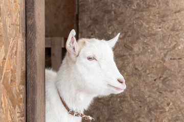 White goat - One white cute goat is in a barn