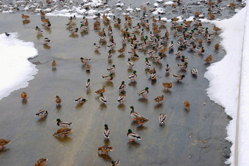 A flock of Mallards swimming in the ice hole, looking for food in the river, meeting, gathering,...