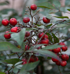 red berries
