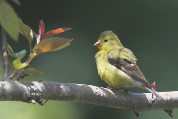 American goldfinch (Spinus tristis) female sitting on branch, Bombay Hook NWR, Delaware, USA