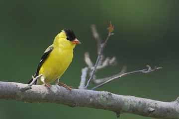 American goldfinch (Spinus tristis) male sitting on branch, Bombay Hook NWR, Delaware, USA