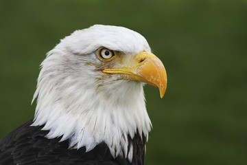 Bald Eagle (Haliaeetus leucocephalus) head portrait