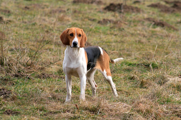 Estonian Hound great hunting dog