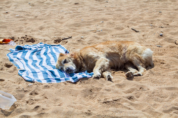 Dog Laying On Beach Towel