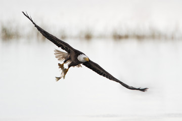 Bald Eagle (Haliaeetus leucocephalus) flying with fish, Kissimmee, Florida, USA