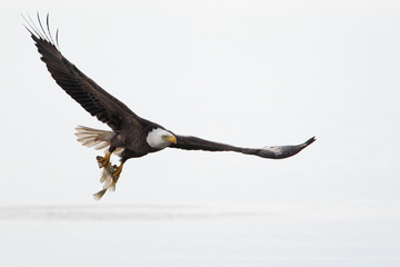 Bald Eagle (Haliaeetus leucocephalus) flying with fish, Kissimmee, Florida, USA