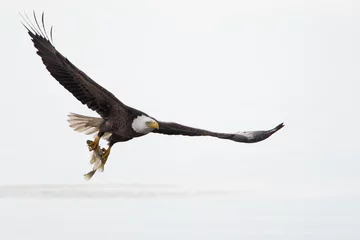 Poster Bald Eagle (Haliaeetus leucocephalus) flying with fish, Kissimmee, Florida, USA © Wilfred