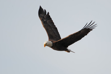 American Bald Eagle (Haliaeetus leucocephalus) flying, Florida, USA